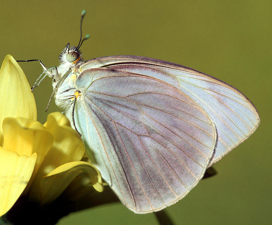 Great Southern White Butterfly #3 Photograph by Millard H. Sharp