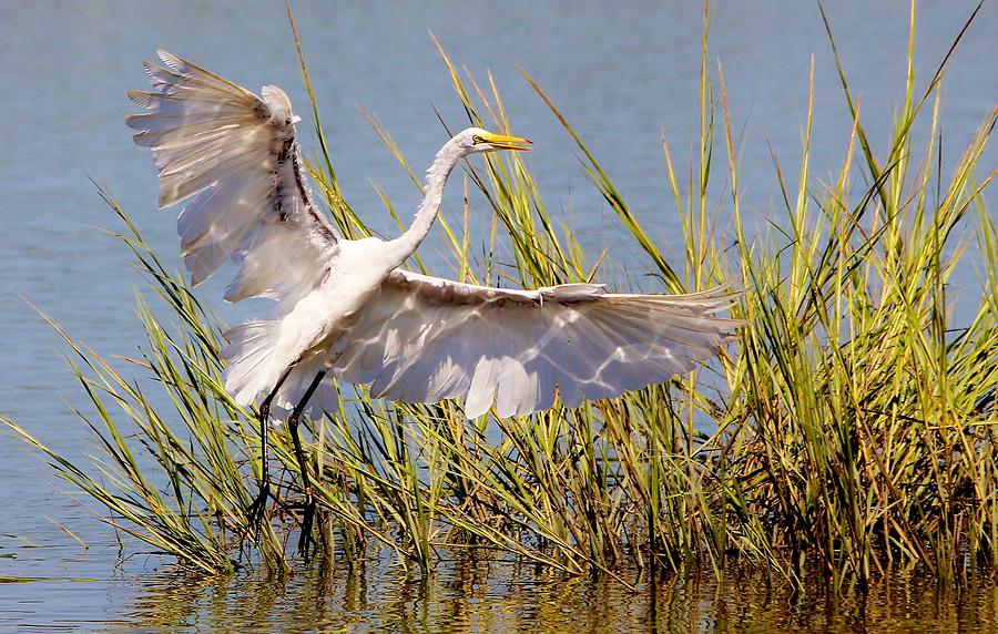 Egret Photograph - Great White Egret in the Marsh #3 by Paulette Thomas