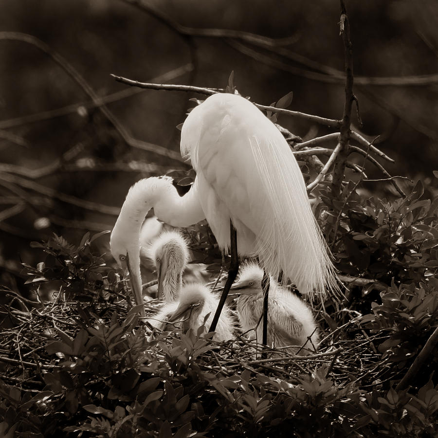 Great White Egret with Chicks #3 Photograph by Joseph G Holland