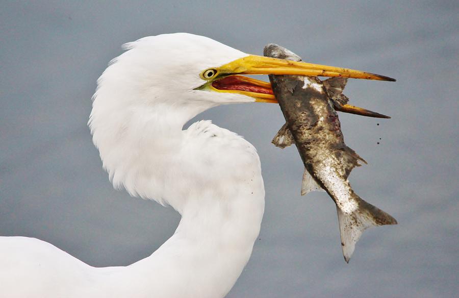 Great White Egret with Fish Photograph by Paulette Thomas