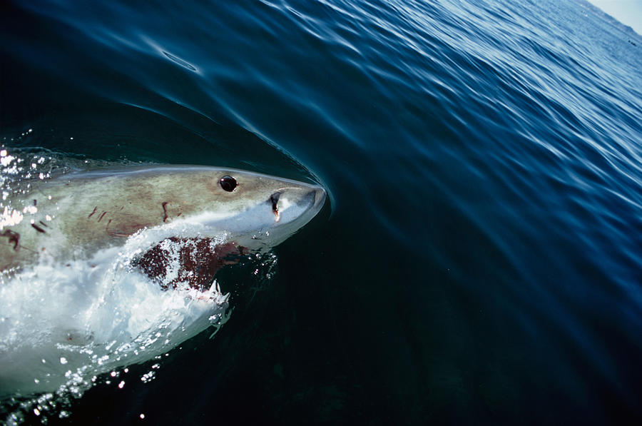 Great White Shark #3 Photograph by Jeff Rotman Great White Shark #3 Photograph by Jeff Rotman