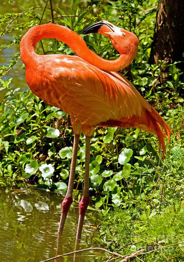 Nature Photograph - Greater Flamingo #3 by Millard H. Sharp