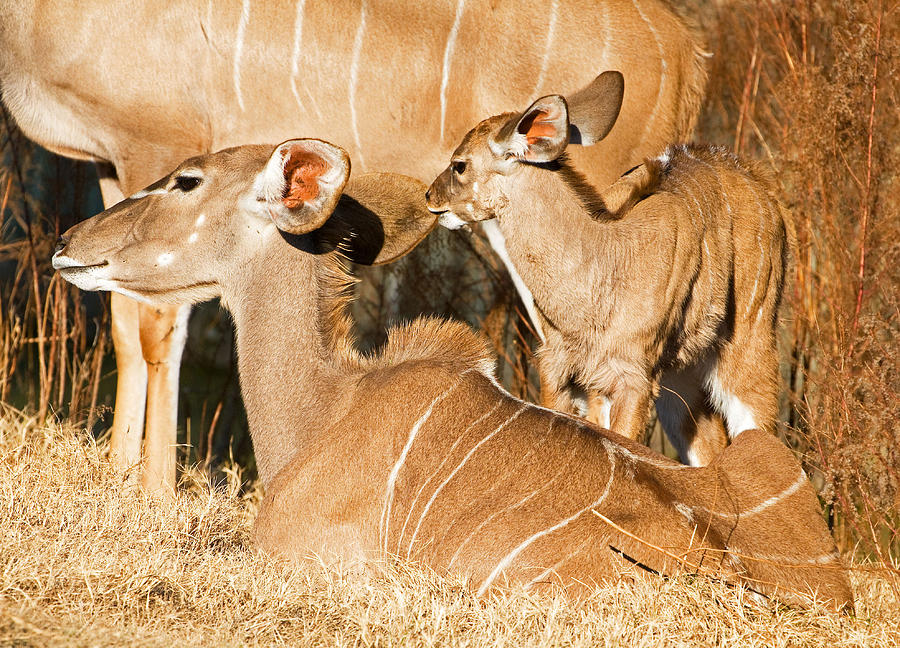 Greater Kudu Mother And Baby Photograph by Millard H. Sharp