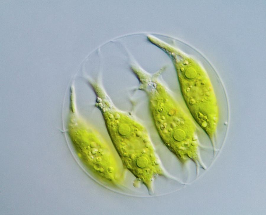 Green Algae #3 Photograph by Gerd Guenther/science Photo Library