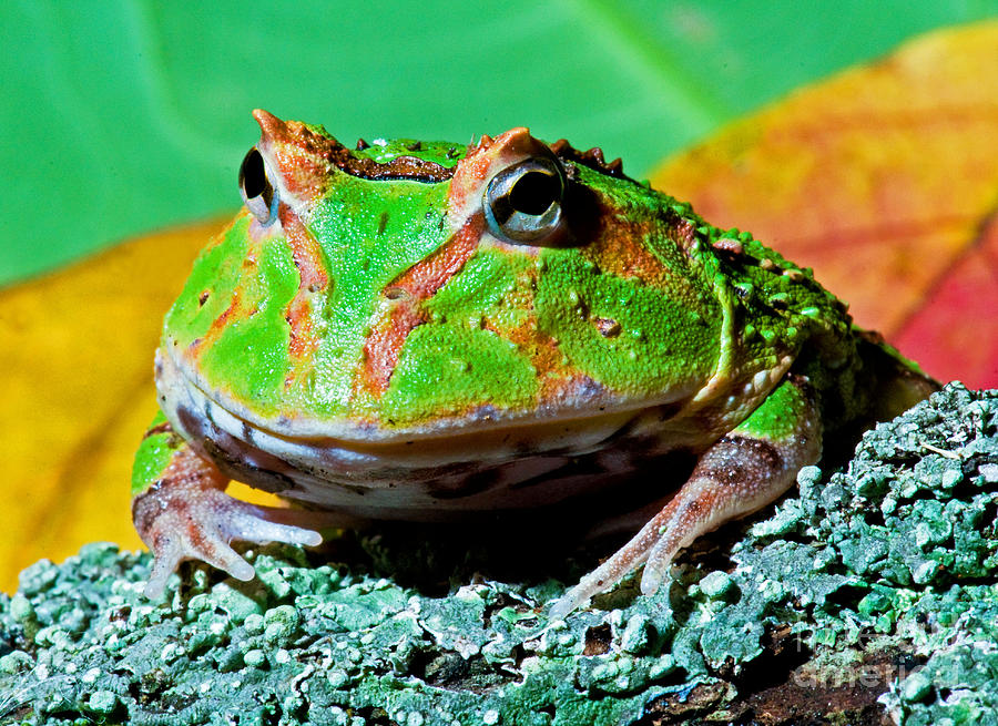 Wildlife Photograph - Green Fantasy Frogpacman Frog #3 by Millard H. Sharp