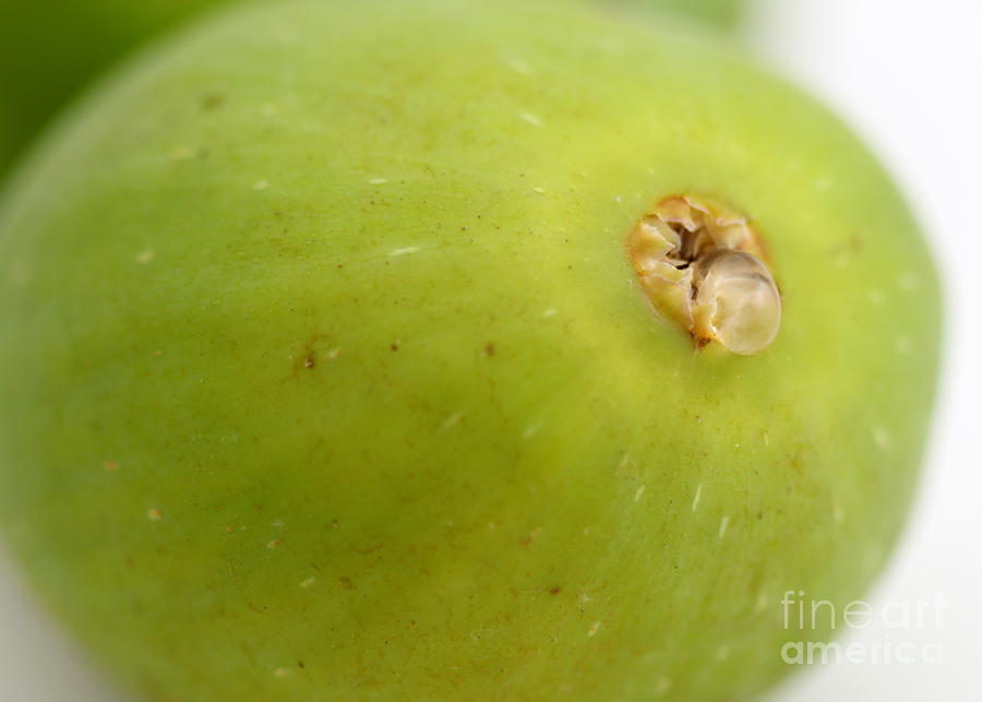 Green Fig #3 Photograph by Henrik Lehnerer