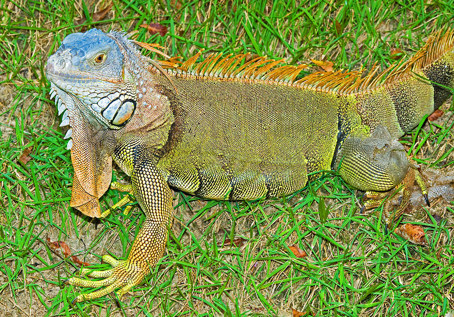 Green Iguana #3 Photograph by Millard H. Sharp