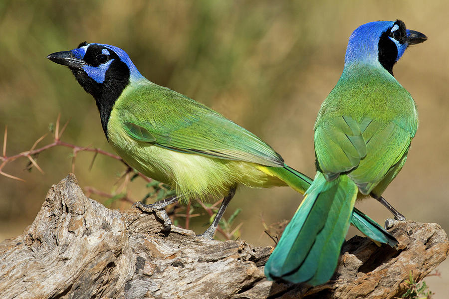 Green Jay (cyanocorax Yncas #3 Photograph by Larry Ditto
