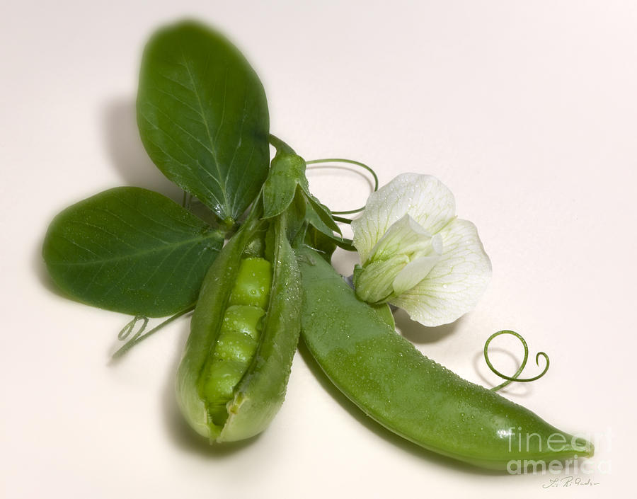 Green Peas in Pod with White Flower #4 Photograph by Iris Richardson