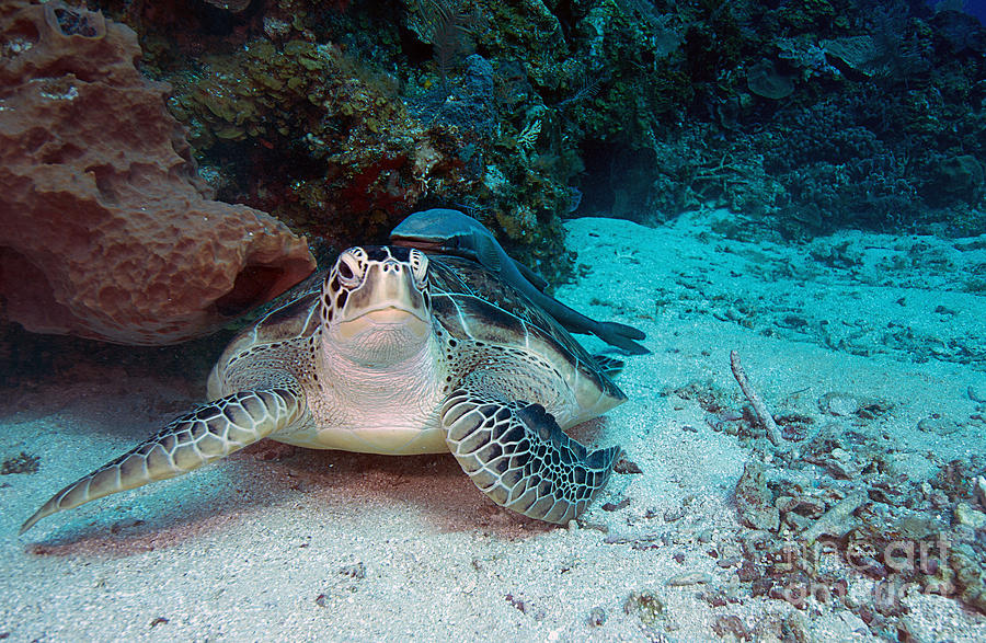 Green Sea Turtle #4 Photograph by JT Lewis