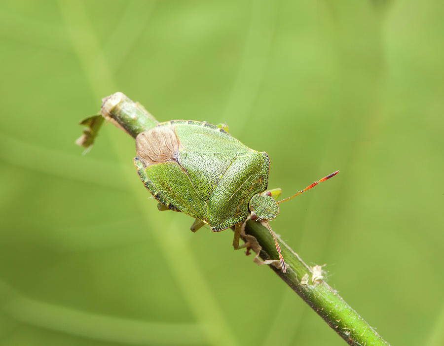 Nature Photograph - Green Shield Bug #3 by Natural History Museum, London