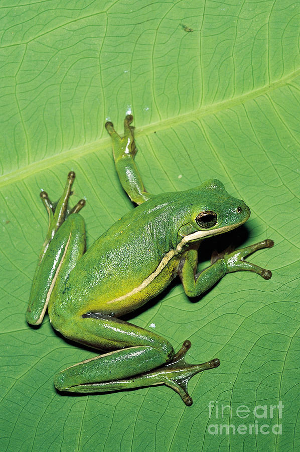 Green Tree Frog #3 Photograph by Millard H. Sharp