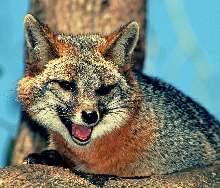 Grey Fox Urocyon Cinereoargenteus Photograph By Millard H Sharp Fine