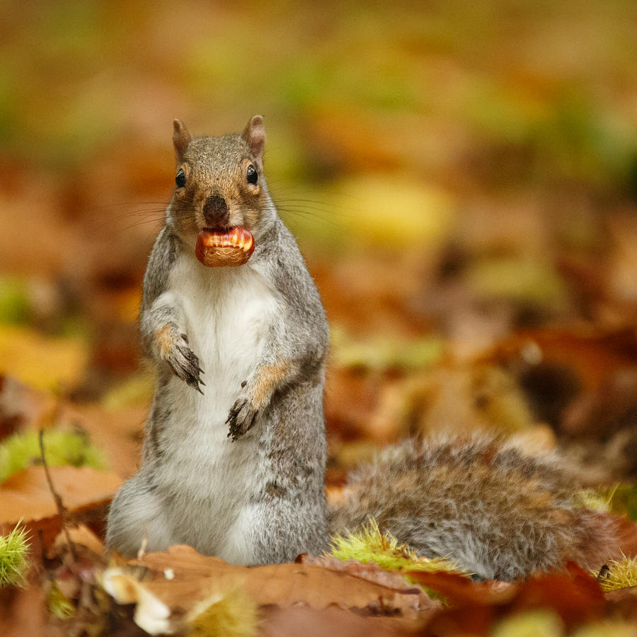 Grey squirrel with chestnut Photograph by Izzy Standbridge - Fine Art ...