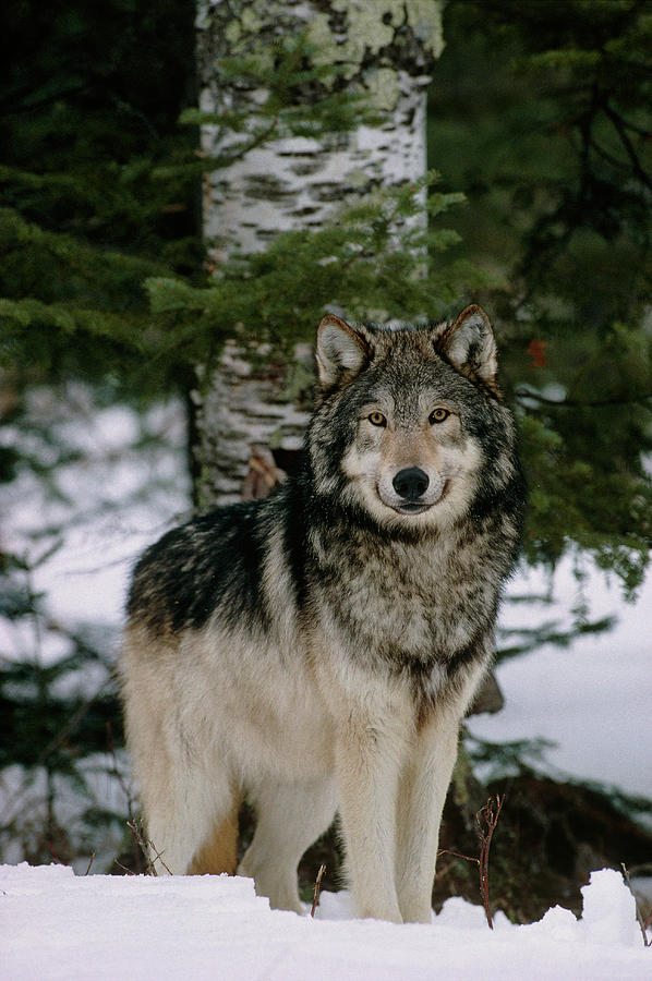 Wildlife Photograph - Grey Wolf #3 by William Ervin/science Photo Library