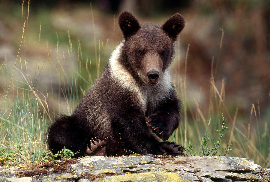Grizzly Bear Cub #3 Photograph by Jeffrey Lepore