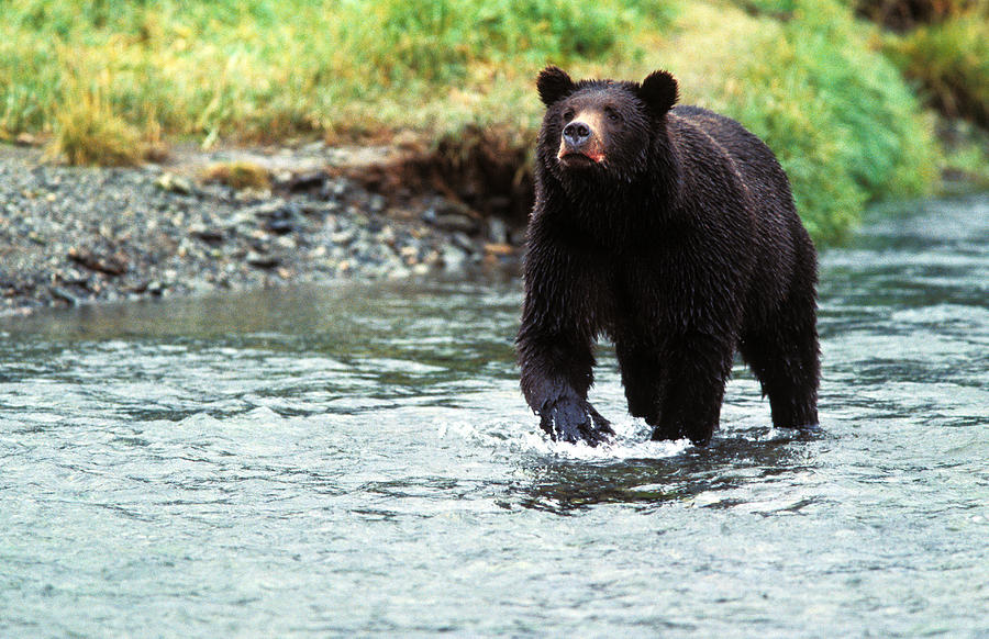 Grizzly Bear Fishing #3 Photograph by Greg Ochocki