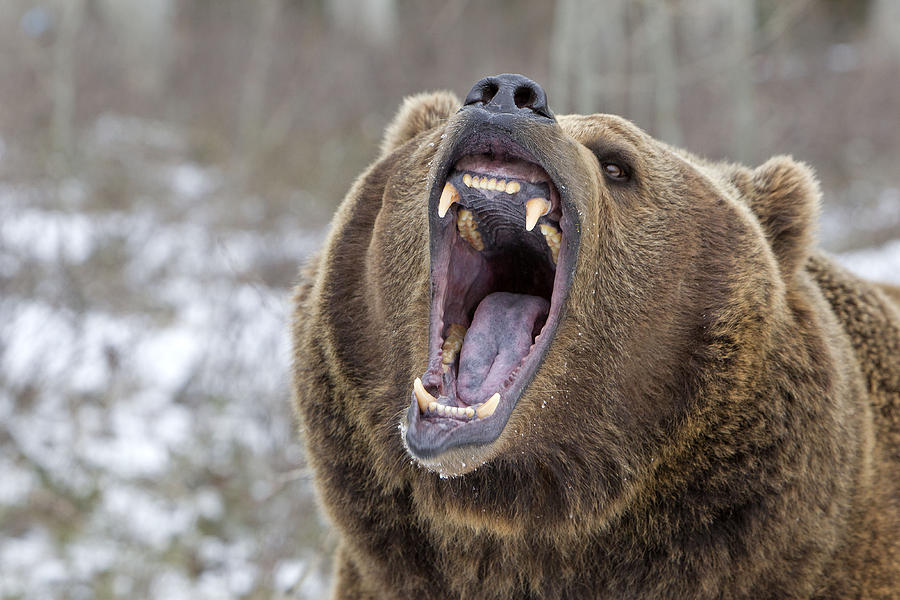 Grizzly Bear Photograph By M. Watson