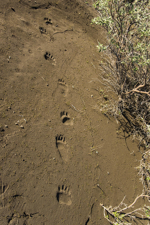 Grizzly Bear Tracks