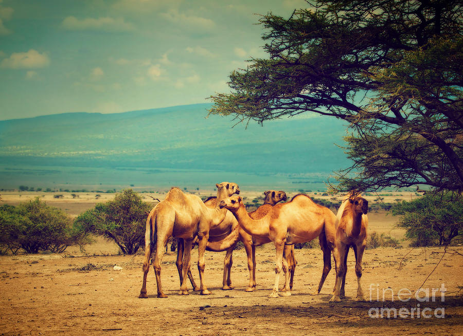 Group of camels in Africa Photograph by Michal Bednarek - Pixels