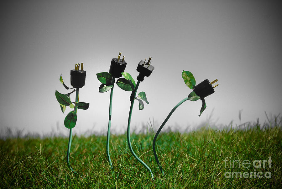 Flowers Still Life Photograph - Growing Green Energy #3 by Amy Cicconi