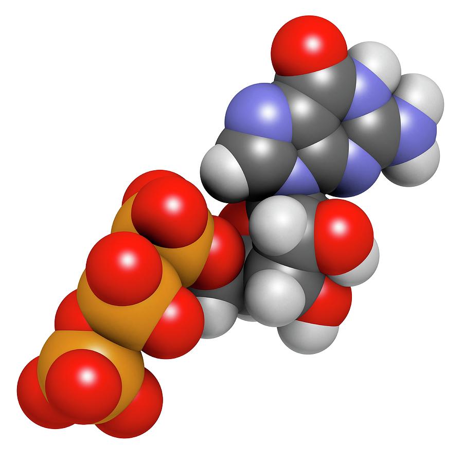 Guanosine Triphosphate Molecule #3 Photograph by Molekuul