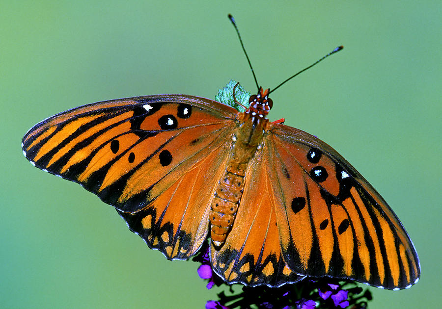Gulf Fritillary Butterfly #3 Photograph by Millard Sharp
