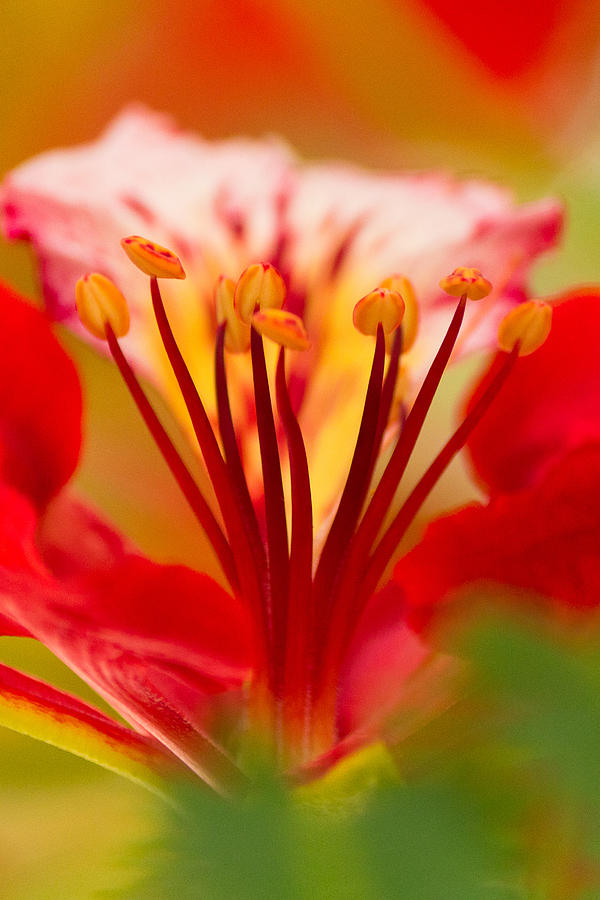 Gulmohar Flower #3 Photograph by SAURAVphoto Online Store