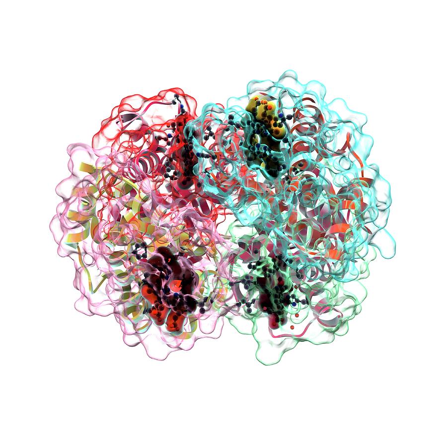 Haemoglobin Molecule #3 Photograph by Animate4.com/science Photo Libary