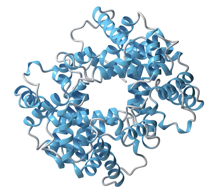 Haemoglobin Molecule Photograph By Molekuul Science Photo Library Pixels