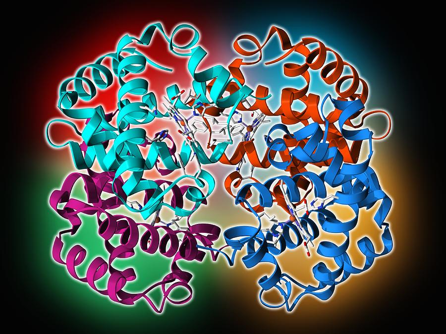 Amino Acid Chain Photograph - Haemoglobin molecule #3 by Science Photo Library