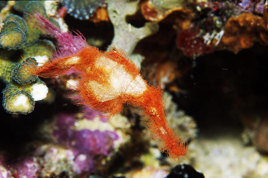 Hairy Ghost Pipefish #3 Photograph by Newman & Flowers