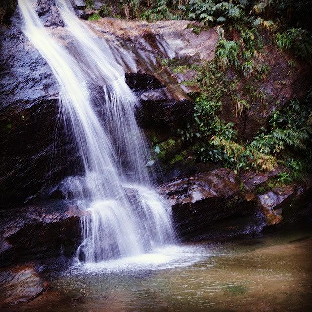 Waterfall Photograph - Rainforest Falls by Laura Doty