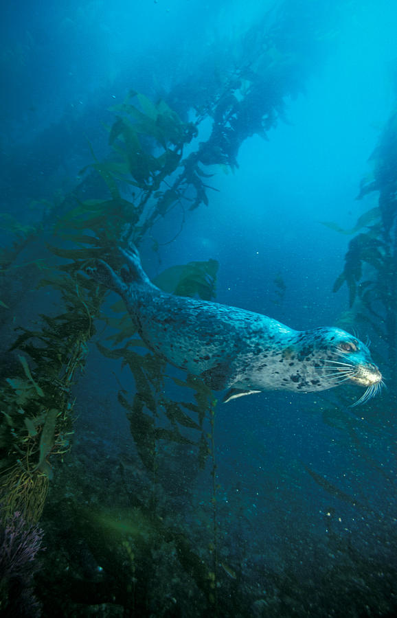 Harbor Seal #3 Photograph by Greg Ochocki