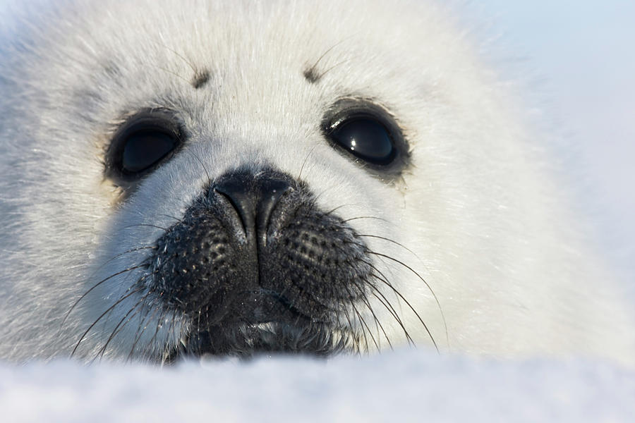 Nature Photograph - Harp Seal Pup, Close Up, Iles De La #3 by Keren Su