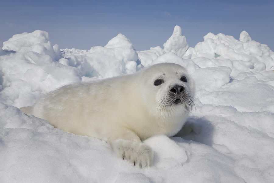 Harp Seal Pup Gulf Of Saint Lawrence Photograph by Ingo Arndt