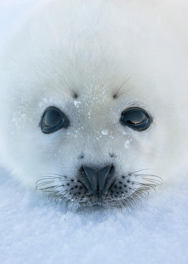 Nature Photograph - Harp Seal Pup On Ice, Iles De La #3 by Keren Su