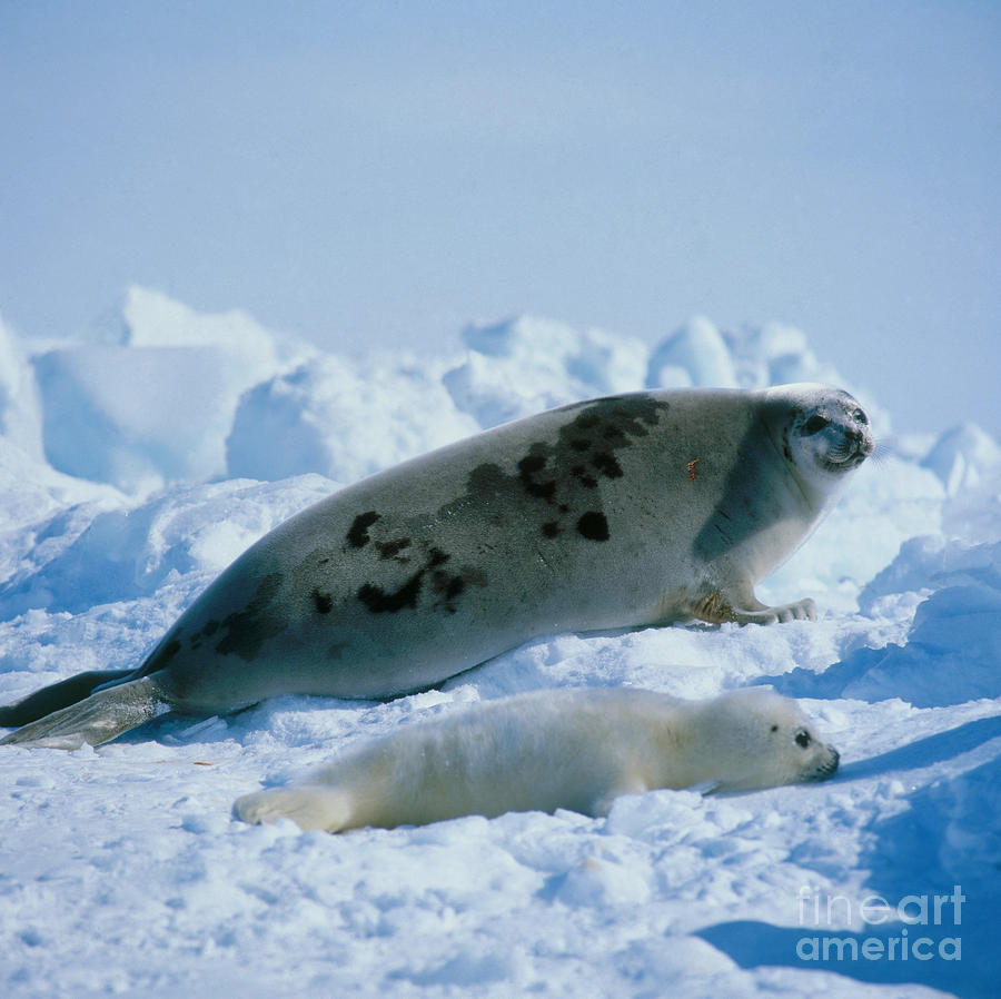 Animal Photograph - Harp Seals Phoca Groenlandica #3 by Hans Reinhard