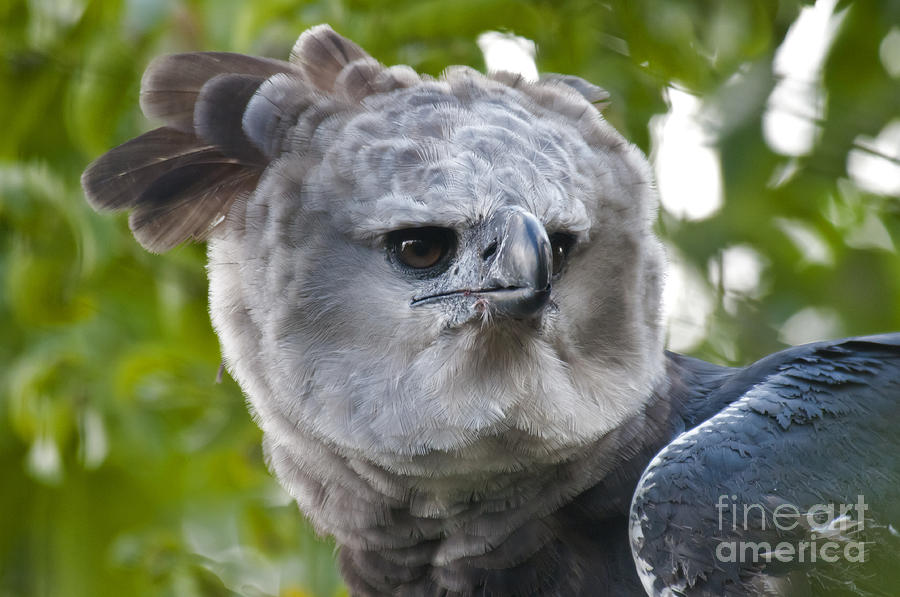 Harpy Eagle #3 Photograph by Mark Newman