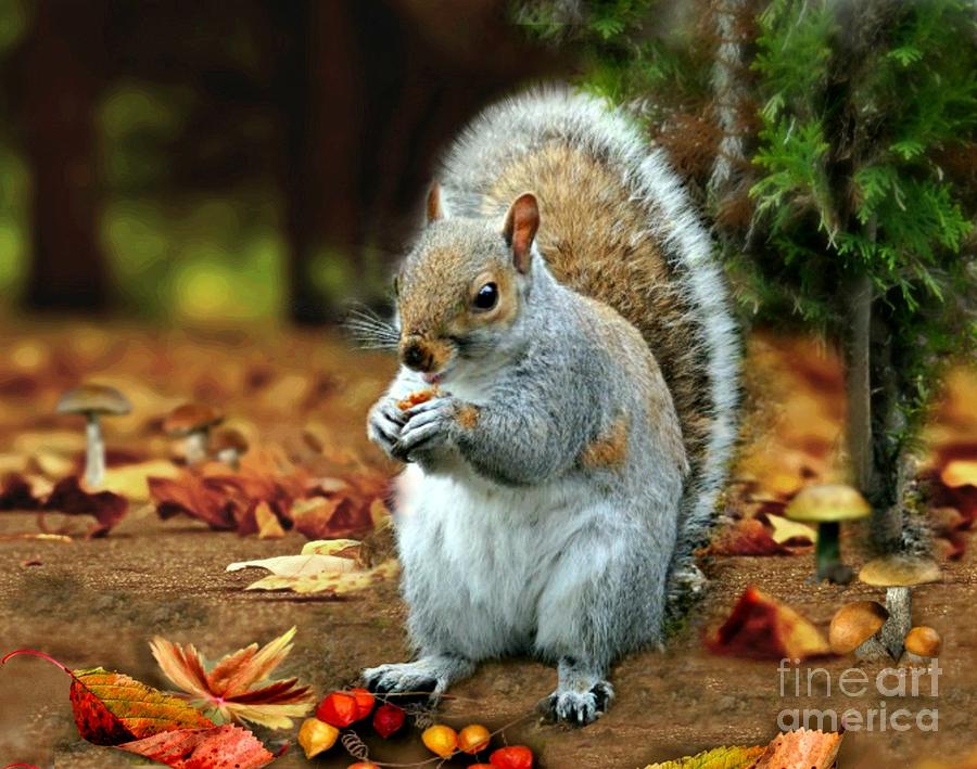 Squirrel Mixed Media - Harry the Squirrel #3 by Morag Bates