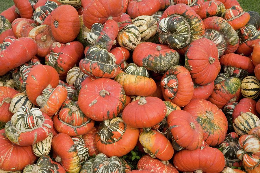 Harvested Pumpkins #3 Photograph by Science Photo Library Harvested Pumpkins #3 Photograph by Science Photo Library