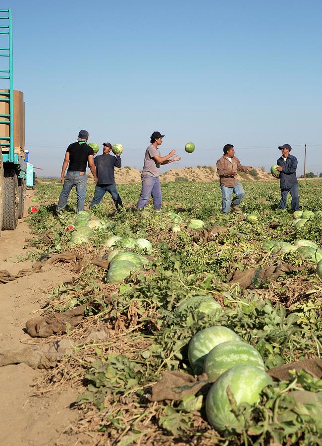 Watermelon Photograph - Harvesting Watermelons #3 by Jim West