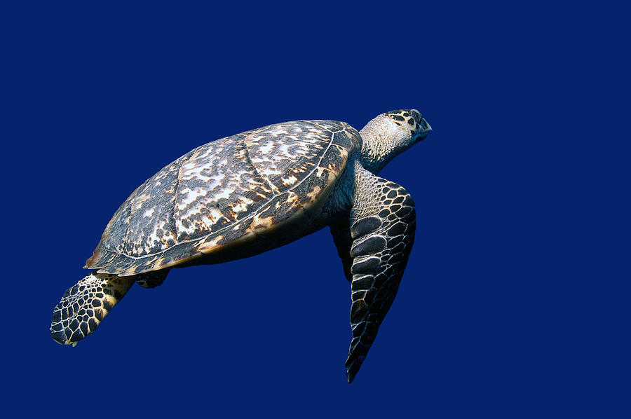 Hawksbill Turtle #3 Photograph by Charles Angelo