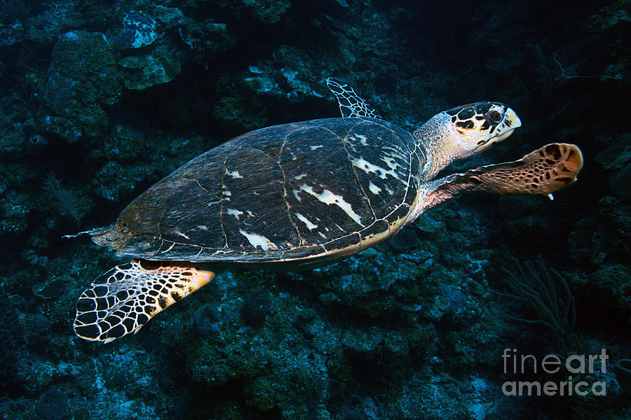 Hawksbill Turtle #4 Photograph by JT Lewis