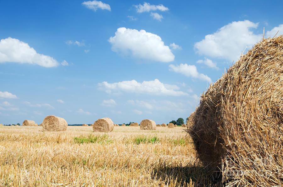 Cereal Photograph - Haystacks in the field #3 by Michal Bednarek
