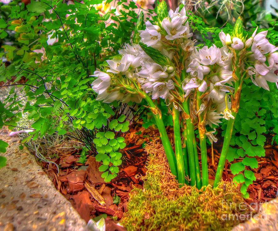  HDR  Flower  Photograph by Dem Wolfe