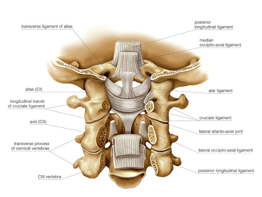 Head And Neck Joints Photograph By Asklepios Medical Atlas Fine Art 0201