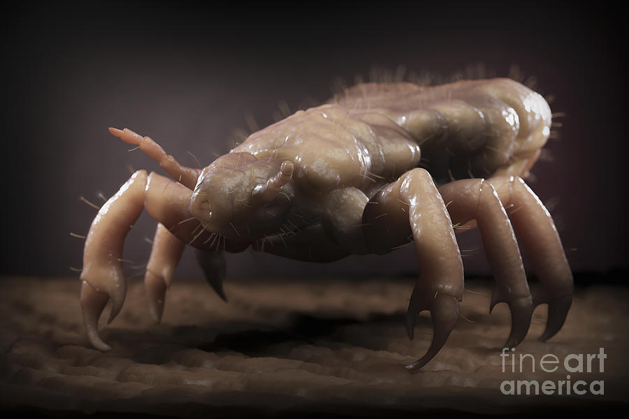 Head Louse #3 Photograph by Science Picture Co