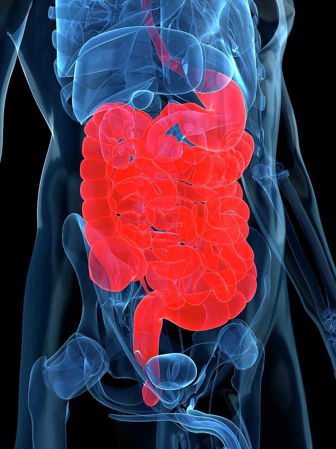 Healthy Digestive System Photograph By Sciepro Science Photo Library Pixels