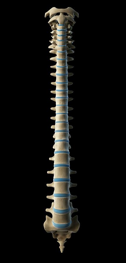 Healthy Spine Photograph by Sciepro/science Photo Library - Fine Art ...